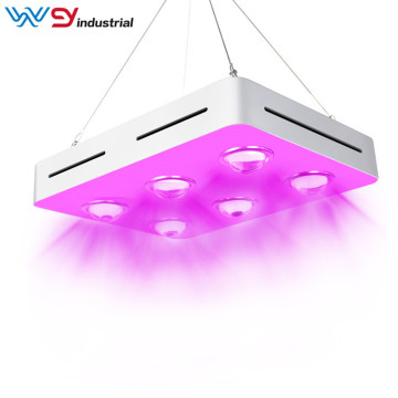 600 watt grow light for succulents